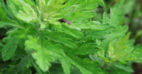 Ayurvedic Plant Stems Vídeo Stock 335668707