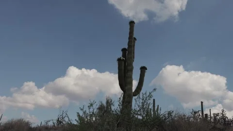 AZ Desert Time-lapse That Features Close Up View Of A Saguaro Cactus 库存影片 310794643