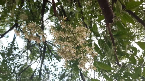Azadirachta indica ( neem)  flowers. Stock Footage