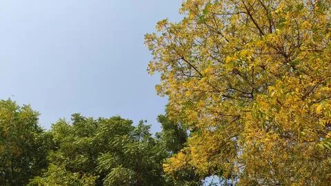 Azadirachta Indica (Neem) tree branches with yellow leaves in summer with blue s Stock Photos