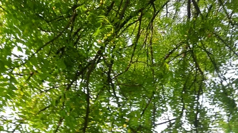 Azadirachta indica tree. Stock Footage 199636829