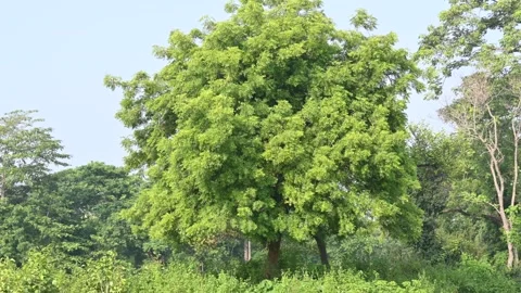 Azadirachta indica tree. Stock Footage 292522791