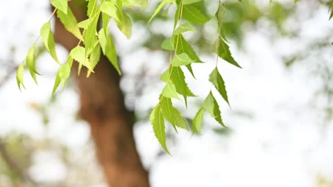 Azadirachta indica tree. Stock Footage 307389676