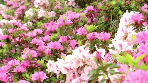 Azalea-2 库存影片 332827452