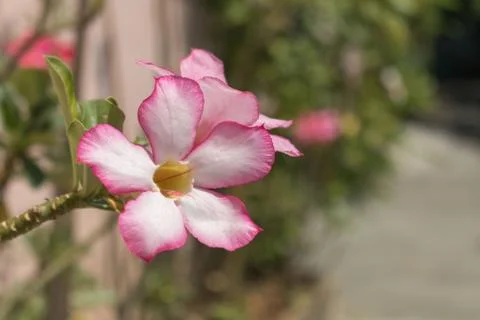 Azalea, adenium flower blossom. Pink flower beautiful. Stock Photos