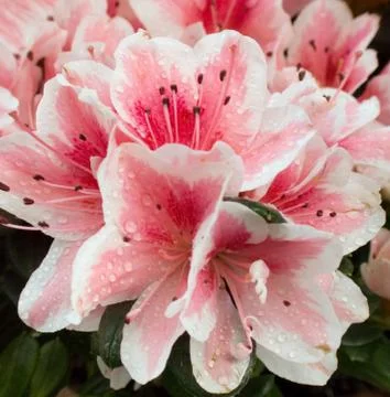 Azalea background Stock Photos