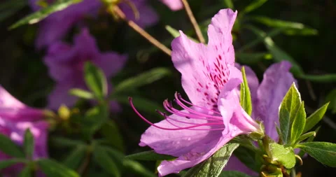 Azalea with beautiful back light Stock Footage 162630503