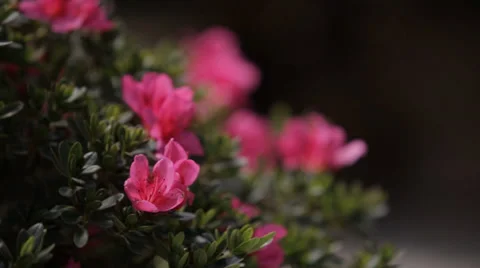 Azalea in Bloom Stock Footage 35563120