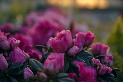 Azalea bloom Stock Photos