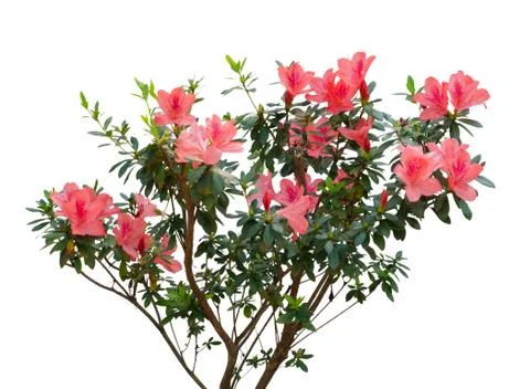 Azalea blooming on tree isolated on white background Stock Photos