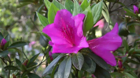 Azalea blooms Stock Footage 22997590