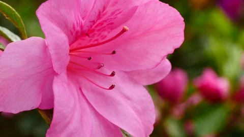 Azalea blossom closeup. Видео 129185472