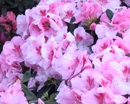 Azalea blossom Vídeo Stock 66604
