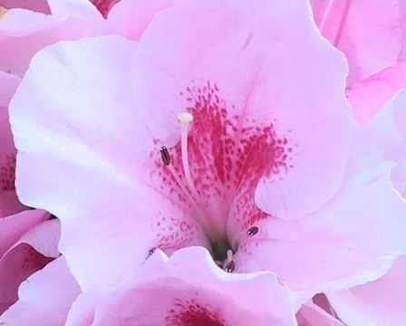 Azalea blossom Stock Footage 66607