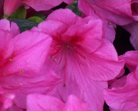 Azalea blossom Stock Footage 66608