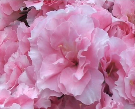 Azalea blossom Stock Footage 66609