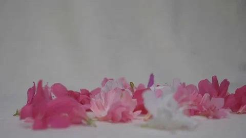 Azalea blossoms fall in slow motion HD 2019-4-26 Видео 107021592