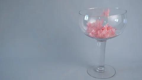 Azalea blossoms fall into a wineglass in 4x slo-mo HD Video stock 129319013
