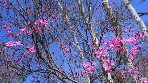 Azalea blossoms. Stock Footage 22676566