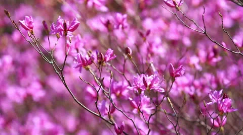 Azalea blossoms. Stock Footage 22676583