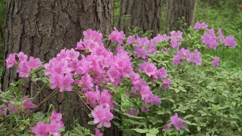 Azalea blossoms in natural forest daylight with textured tree backdrop Stock Footage 344827255
