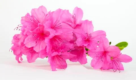 Azalea  blossoms Foto stock