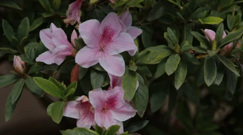 Azalea Bush in Bloom Stock Footage 35563265
