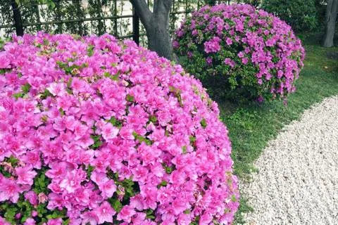 Azalea bushes Stock Photos