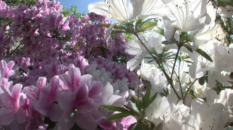 Azalea close up Stock Footage 737192