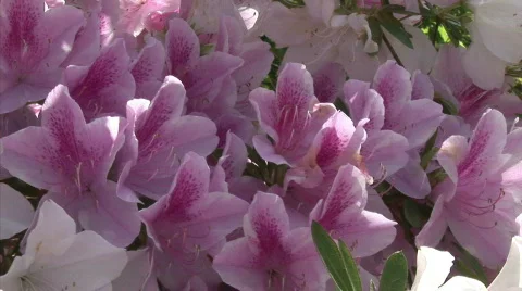 Azalea close up zoom Stock Footage 737207