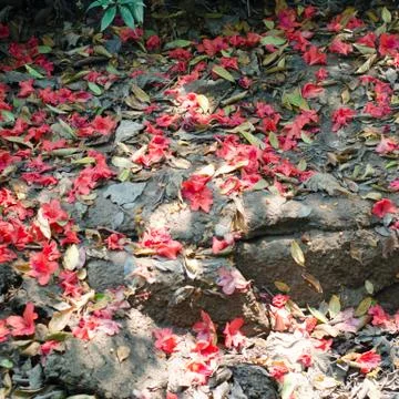 Azalea fall on the ground Stock Photos