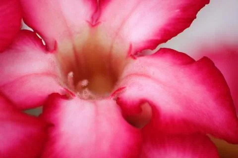 Azalea flower closeup Foto stock