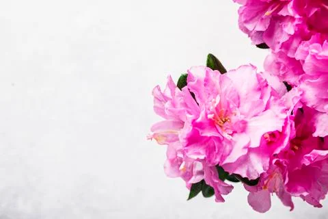 Azalea flower on light background Stock Photos