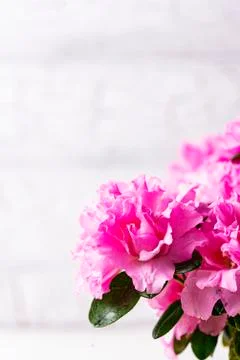 Azalea flower on light background Stock Photos