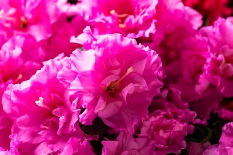 Azalea flower on light background Stock Photos