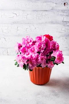 Azalea flower on light background Stock Photos