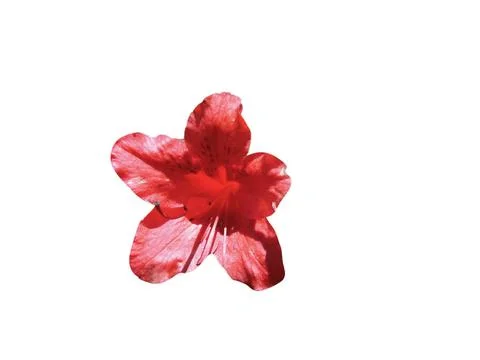 Azalea flower Stock Photos