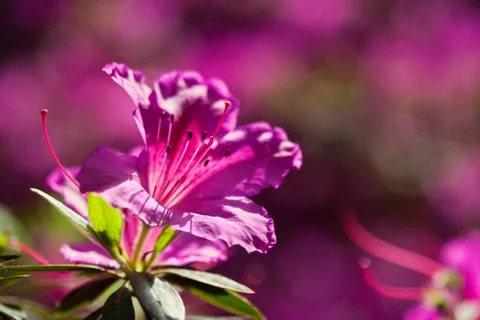 Azalea flower Foto stock