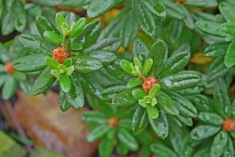 Azalea flower Stock Photos