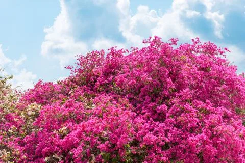 Azalea flower Foto stock