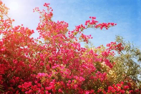 Azalea flower Stock Photos