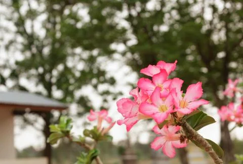 Azalea flower Stock Photos