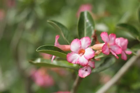 Azalea flower Stock Photos