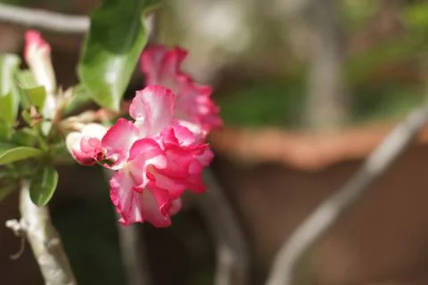Azalea flower Stock Photos