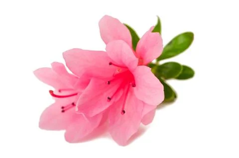 Azalea flower Stock Photos