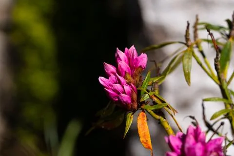 Azalea flower Stock-Fotos