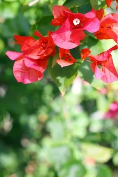 Azalea flowers background Stock Photos