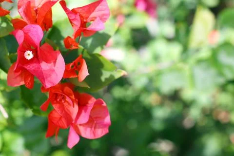 Azalea flowers background Stock Photos
