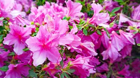 Azalea flowers close-up in the spring garden Stock Photos