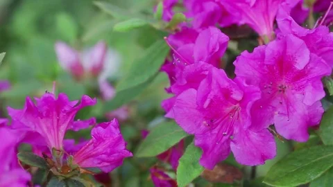 Azalea flowers with copy space Stock Footage 74903397